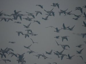 Wildgänse am Köckernsee