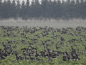Wildgänse am Köckernsee