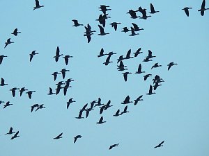 Wildgänse am Köckernsee