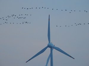 Wildgänse am Köckernsee