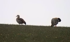 Zwischenstopp am Stadtrand - G&auml;nse rasteten bei Nordhausen