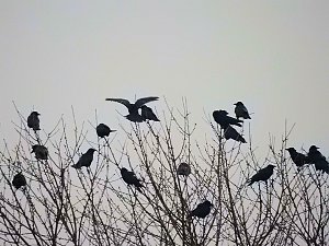 Zwischenstopp am Stadtrand - G&auml;nse rasteten bei Nordhausen
