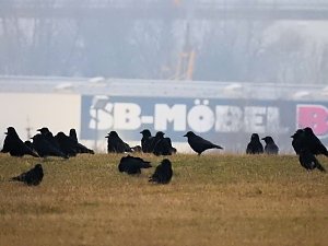Zwischenstopp am Stadtrand - G&auml;nse rasteten bei Nordhausen