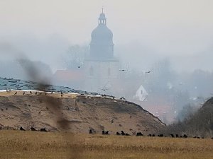 Zwischenstopp am Stadtrand - G&auml;nse rasteten bei Nordhausen