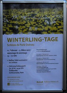 Winterlinge bei Schloss Ostrau