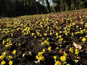 Winterlinge bei Schloss Ostrau