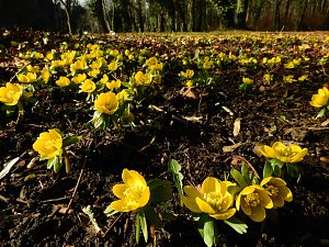 Winterlinge bei Schloss Ostrau