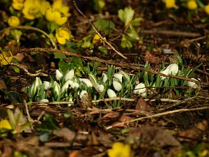 Winterlinge bei Schloss Ostrau
