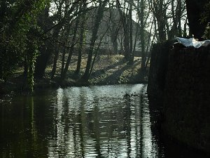 Winterlinge bei Schloss Ostrau