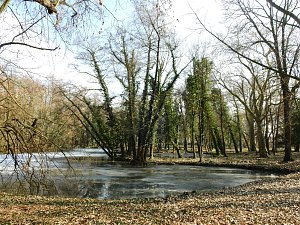 Winterlinge bei Schloss Ostrau