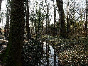 Winterlinge bei Schloss Ostrau
