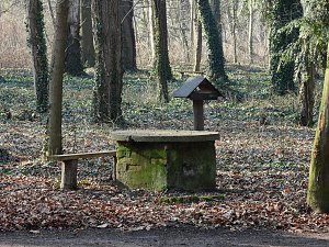 Winterlinge bei Schloss Ostrau