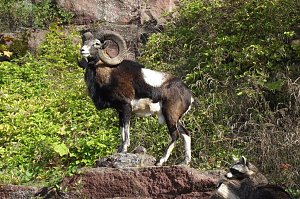 Ein einmaliges Erlebnis f&uuml;r Alt und Jung war das Jagdhornblasen auf der Burg bei Neustad.. Dort zeigte unter anderem ein Pr&auml;parator seine Kunst. Im Bild: Widder.