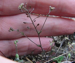 Erhalt der Zwerg-Steppenkresse (Hornungia petraea)