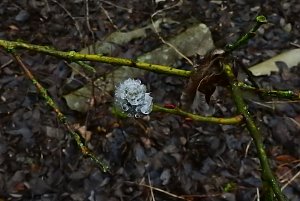 Eisiger Fr&uuml;hling