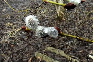 Eisiger Fr&uuml;hling