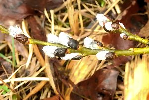 Eisiger Fr&uuml;hling