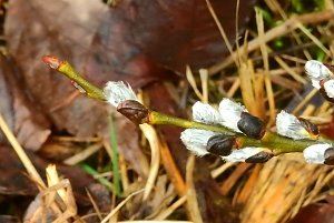 Eisiger Fr&uuml;hling