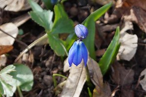 Fr&uuml;hjahrserwachen