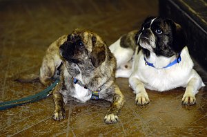 Hunde Jade und Jaspers