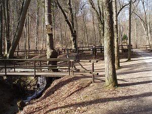 Der Stadtwald Bleicherode