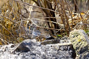 Fl&auml;chenbrand bei Sollstedt