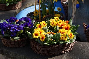 3. Brunnenfest