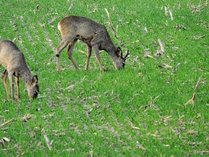 Die Natur erwacht am Rande der Stadt