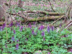 Am 1. April trafen sich Wanderfreunde zur Frühblüherwanderung mit Mitgliedern der Bergwerk -und Wanderführergruppe e.V. in Ilfeld.