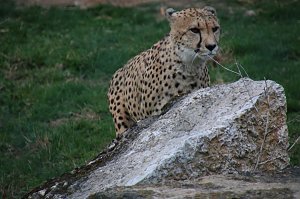 Besuch auf dem Possen