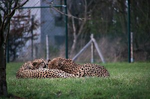 Besuch auf dem Possen