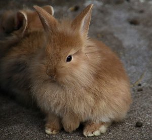 Besuch auf dem Possen