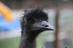 Besuch auf dem Possen