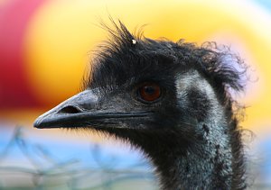 Besuch auf dem Possen