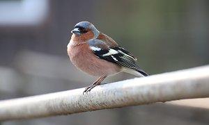 Besuch auf dem Possen