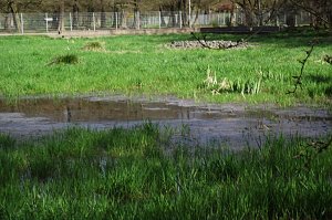 Wasser f&uuml;r das Feuchtbiotop. Fr&ouml;sche und Kr&ouml;ten k&ouml;nnen sich wieder freuen.