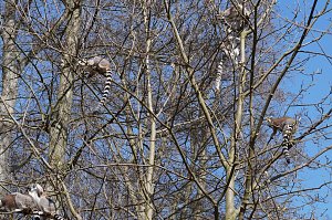 Affenwald