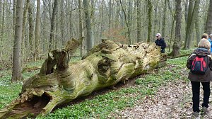Wanderung zu den Märzenbechern