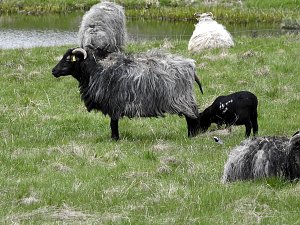 Lämmerfest auf der Ziegenalm Sophienhof