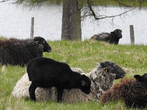 Lämmerfest auf der Ziegenalm Sophienhof