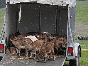 Lämmerfest auf der Ziegenalm Sophienhof