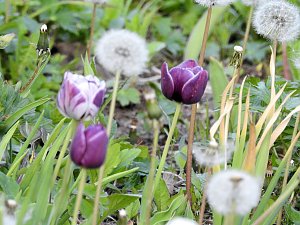 Farbtupfer auf dem Petersberg
