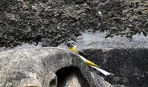 Wer kennt diesen Vogel?