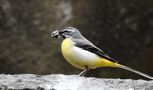 Wer kennt diesen Vogel?