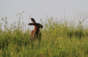 Ernte und Mahd bedeuten Gefahr für Wildtiere