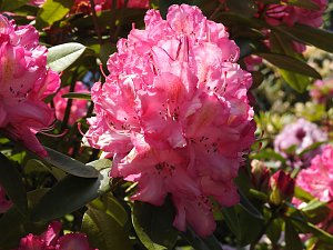 22. Rhododendronfest in S&uuml;lzhayn