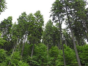 Peter Blei unterwegs im Harz
