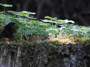Peter Blei unterwegs im Harz