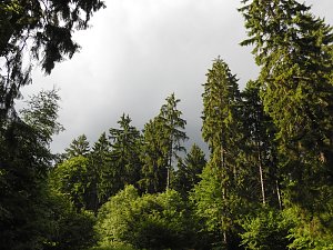 Peter Blei unterwegs im Harz