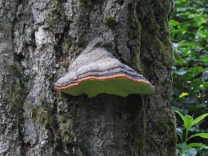 Peter Blei unterwegs im Harz